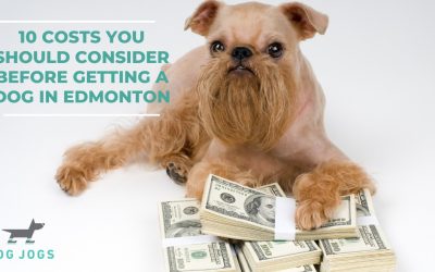 10 Costs You Should Consider Before Getting a Dog in Edmonton