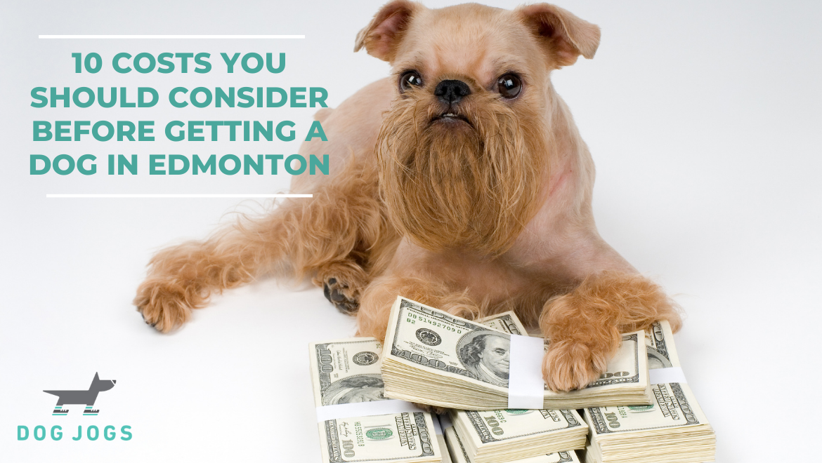 10 Costs You Should Consider Before Getting a Dog in Edmonton