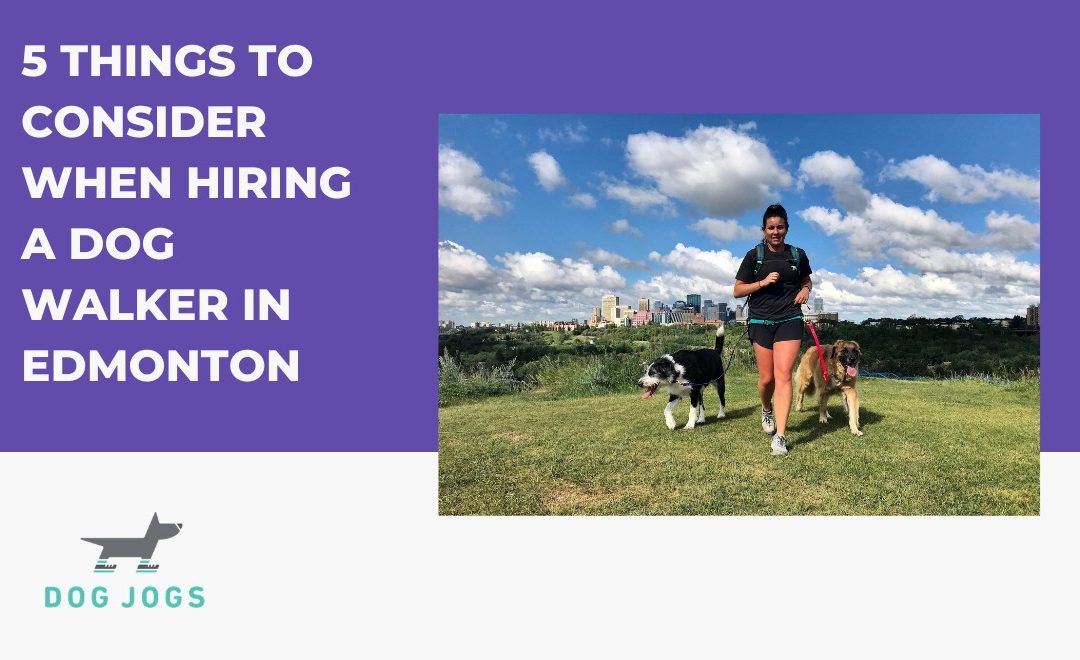5 Things to Consider When Hiring a Dog Walker in Edmonton