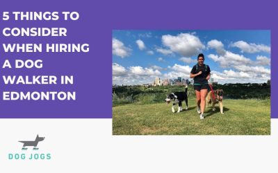 5 Things to Consider When Hiring a Dog Walker in Edmonton