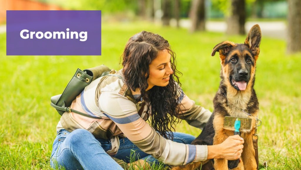 Dog Grooming Edmonton