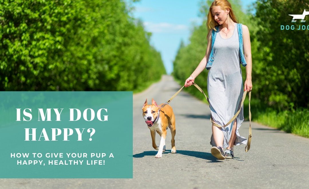 Is My Dog Happy?! How to Give Your Pup a Happy, Healthy Life!