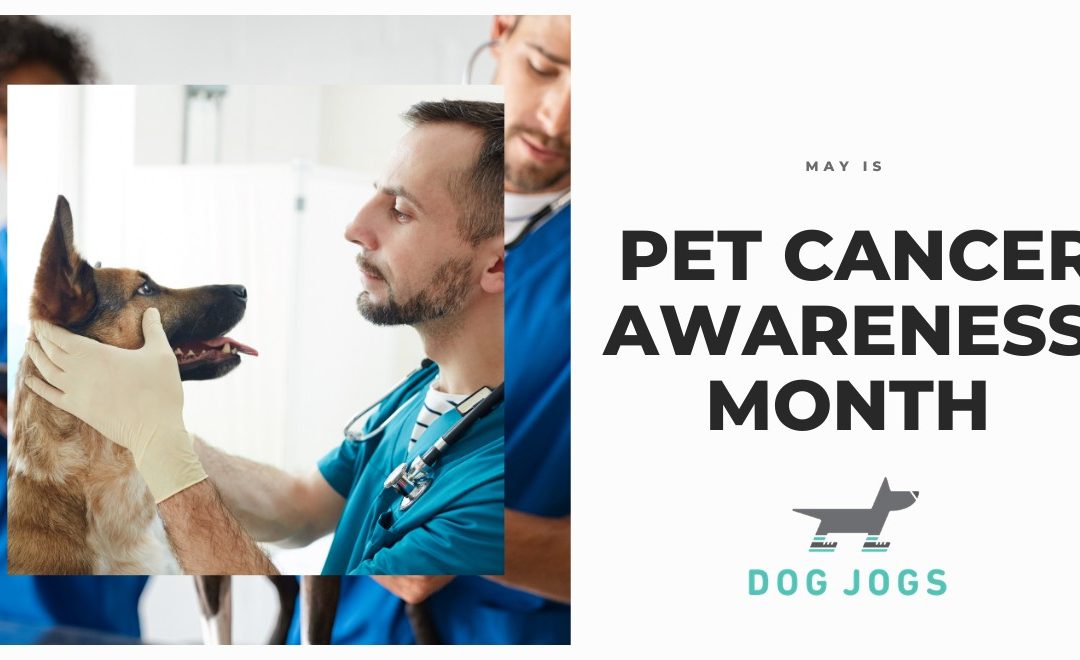 May – Pet Cancer Awareness Month