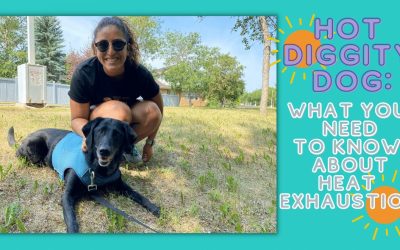 Hot Diggity Dog: What You Need to Know About Heat Exhaustion