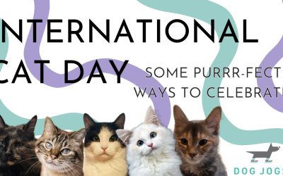 International Cat Day: Some Purrr-fect ways to Celebrate!