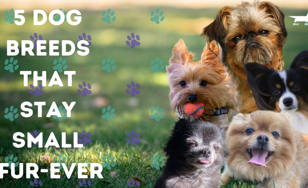 5 Dog Breeds That Stay Small Fur-ever