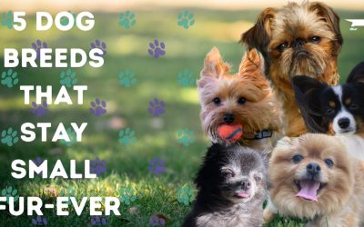 5 Dog Breeds That Stay Small Fur-ever