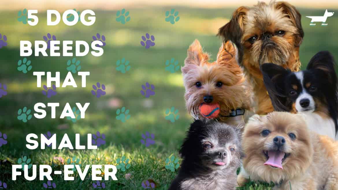 What Dog Breeds Stay Small: Top Tiny Dogs Perfect for Any Home