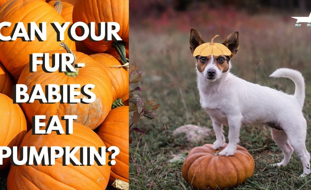 Can Your Fur-Babies Eat Pumpkin?