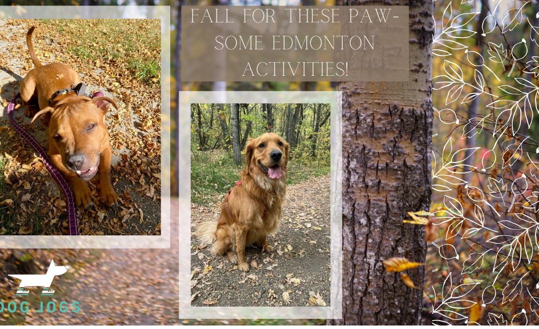 Fall For These Paw-some Edmonton Activities!