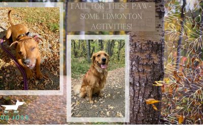 Fall For These Paw-some Edmonton Activities!