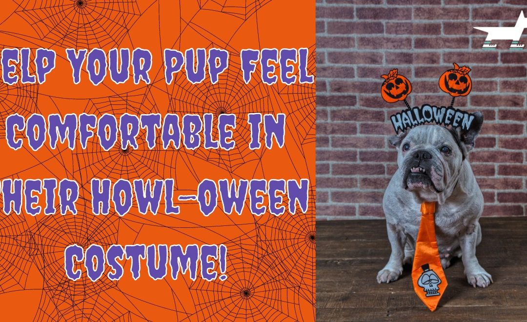 Help Your Pup Feel Comfortable in Their Howl-oween Costume!