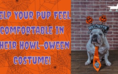 Help Your Pup Feel Comfortable in Their Howl-oween Costume!