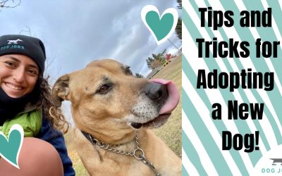 Tips and Tricks for Adopting a New Dog!
