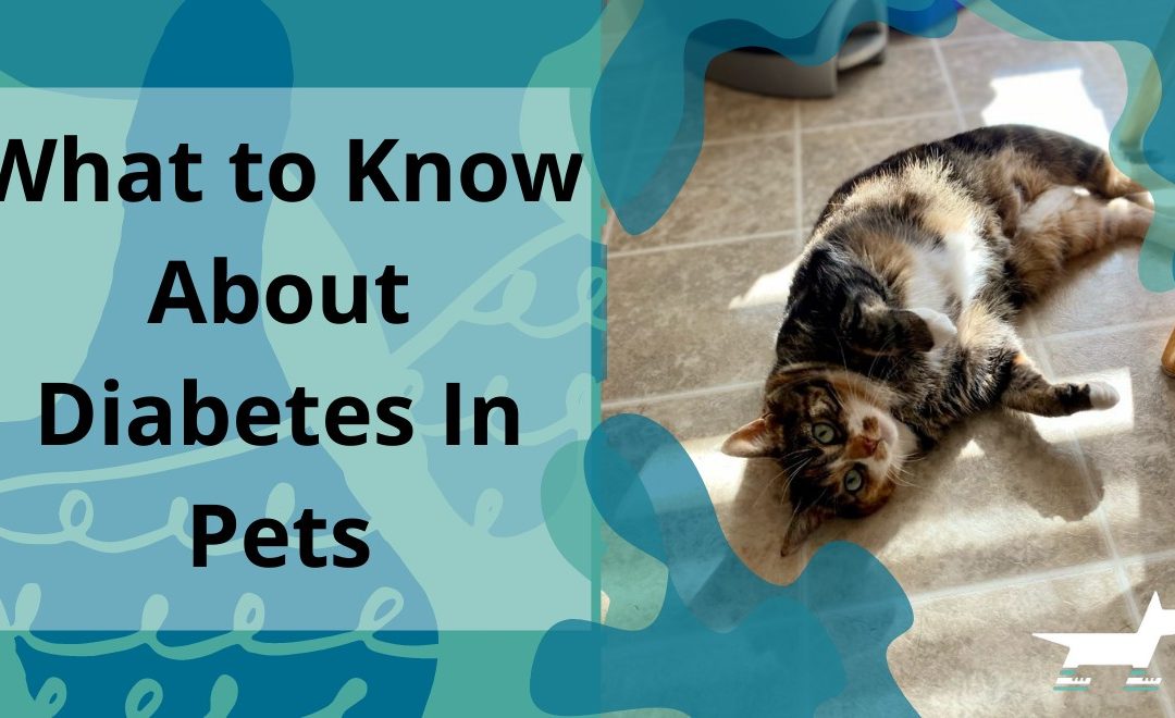What to Know About Diabetes in Pets