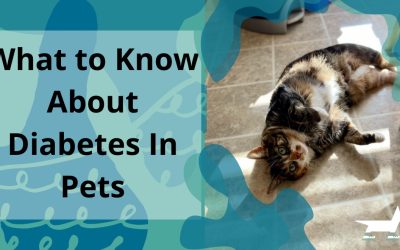 What to Know About Diabetes in Pets