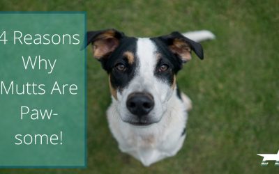 4 Reasons Why Mutts are Paw-some!