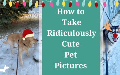 How to Take Ridiculously Cute Pet Pictures