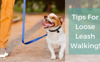 Tips for Loose Leash Walking