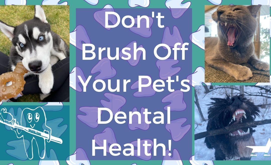 Don’t Brush Off Your Pet’s Dental Health!