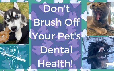 Don’t Brush Off Your Pet’s Dental Health!