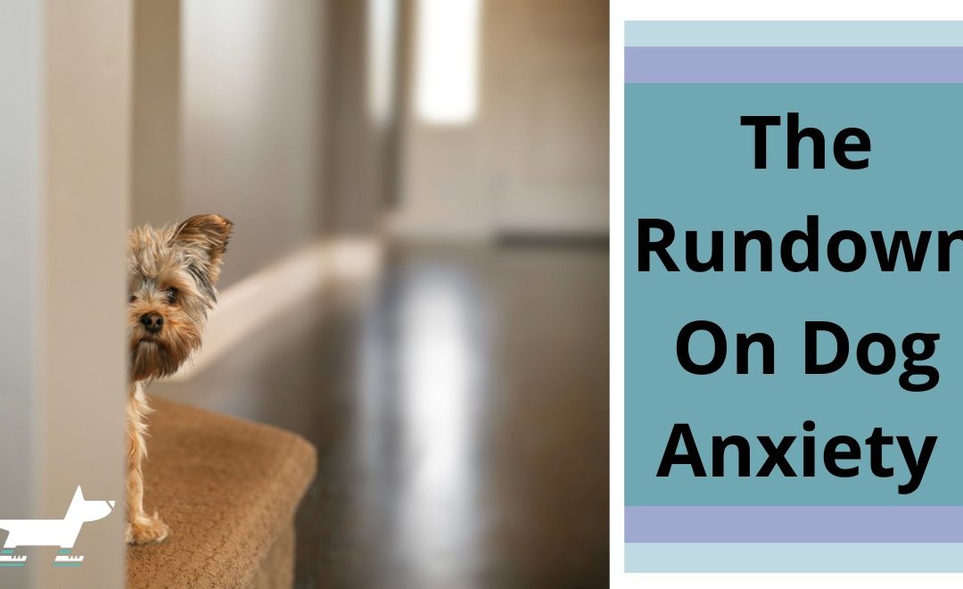 The Rundown on Dog Anxiety