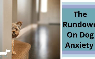 The Rundown on Dog Anxiety