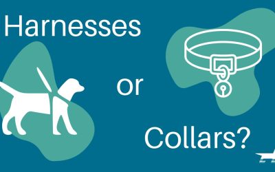 Harnesses or Collars?