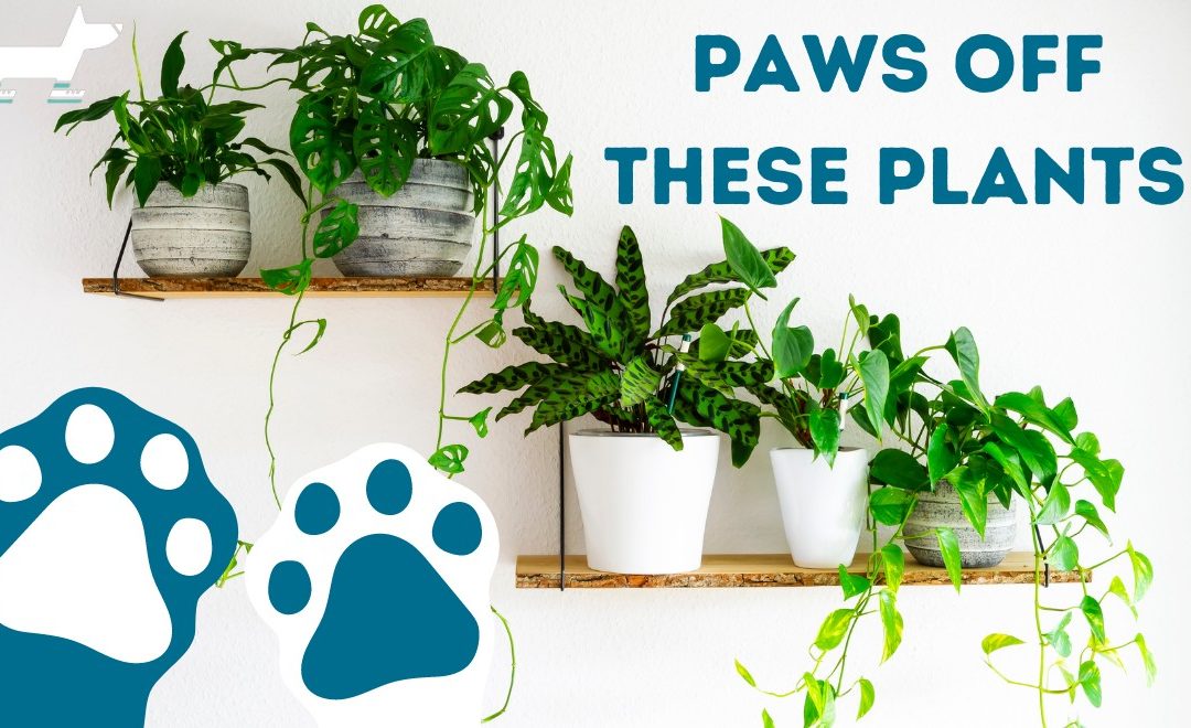 Paws Off These 15 Common Plants!