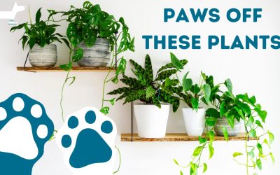 Paws Off These 15 Common Plants!