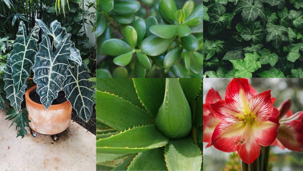 Luxurious potted indoor plant with large dark green and white striped leaves, surrounded by lush green foliage, showcasing vibrant garden greenery and tropical plant care.