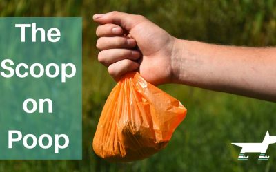 The Scoop on Poop