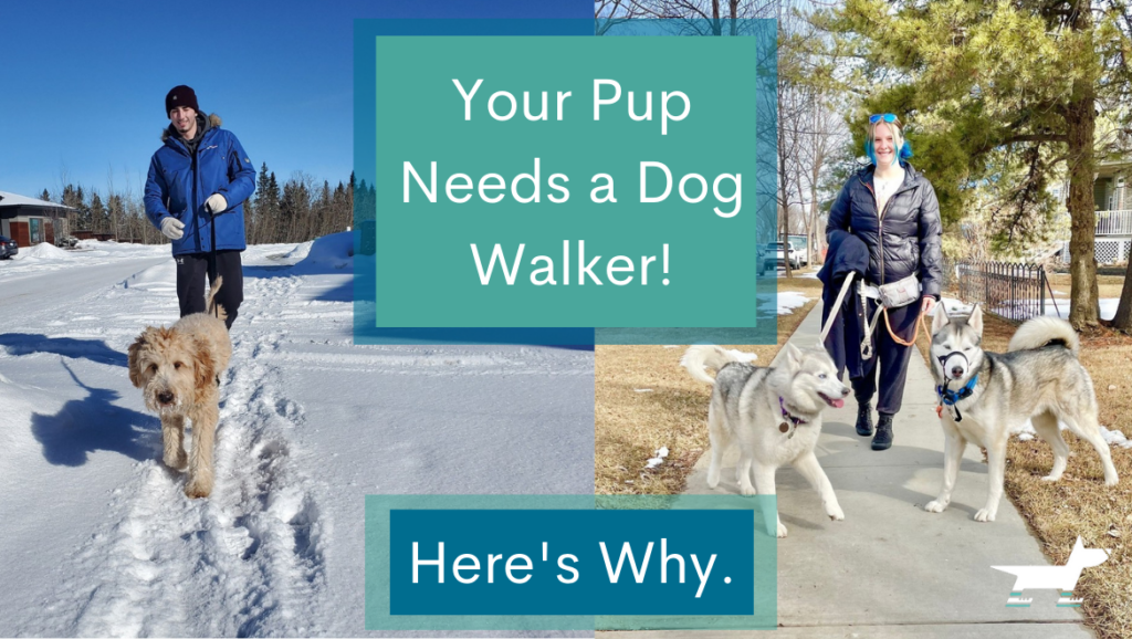 your-pup-needs-a-dog-walker-here-s-why-dog-jogs