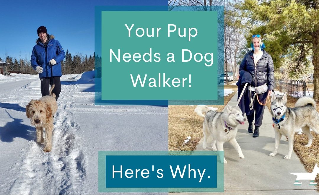 Your Pup Needs A Dog Walker! Here’s Why.