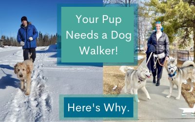 Your Pup Needs A Dog Walker! Here’s Why.