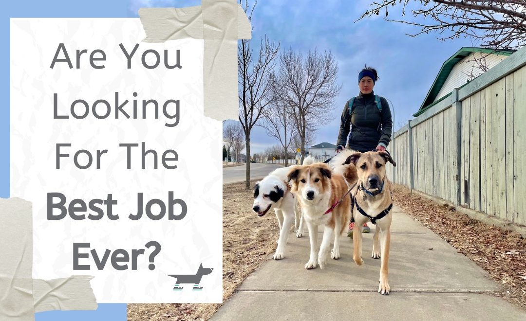 Are You Looking For The Best Job Ever?
