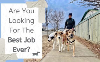 Are You Looking For The Best Job Ever?