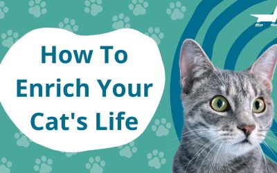 How To Enrich Your Cat’s Life
