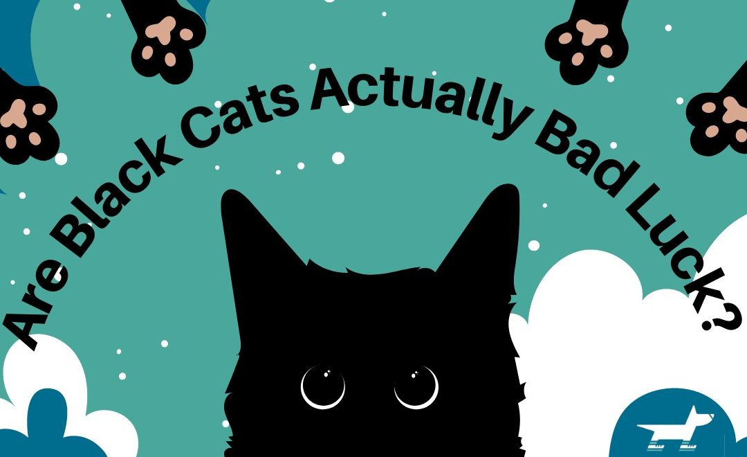 Are Black Cats Actually Bad Luck?