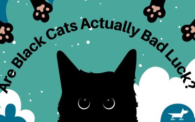 Are Black Cats Actually Bad Luck?