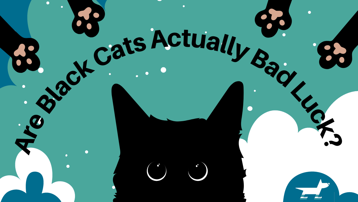 Are Black Cats Actually Bad Luck? - Dog Jogs