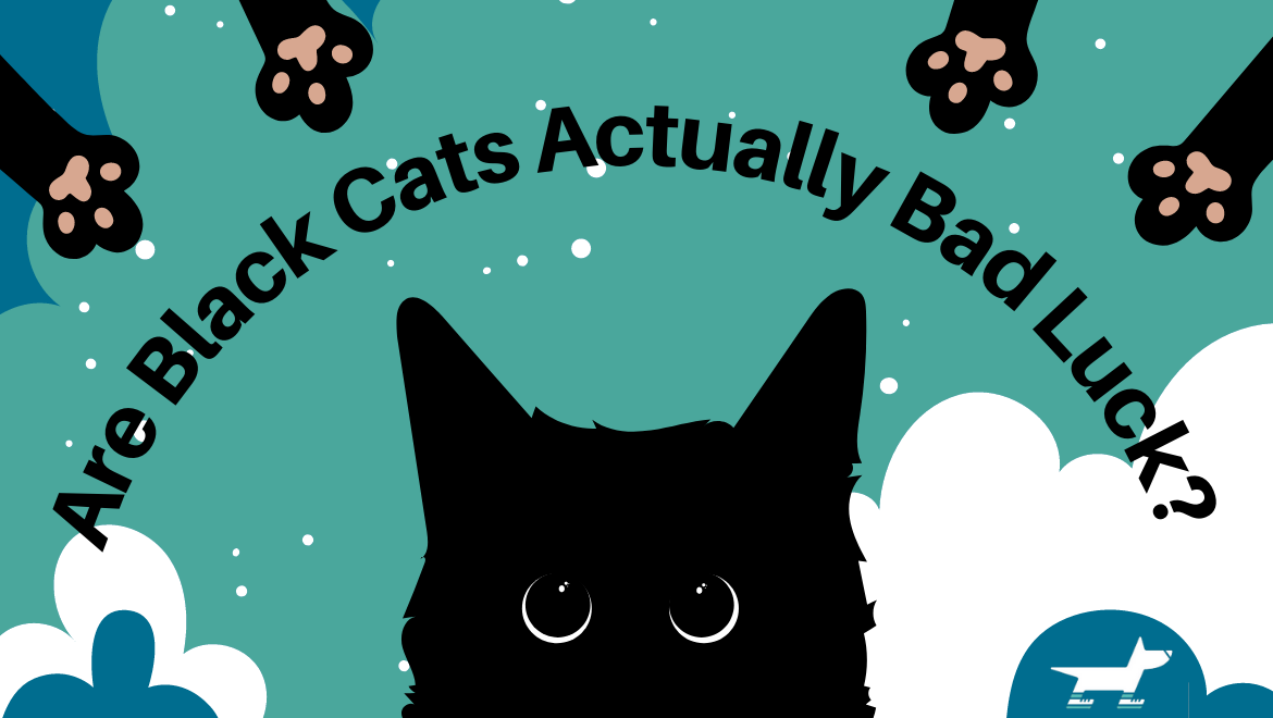 Facts about sales black cats