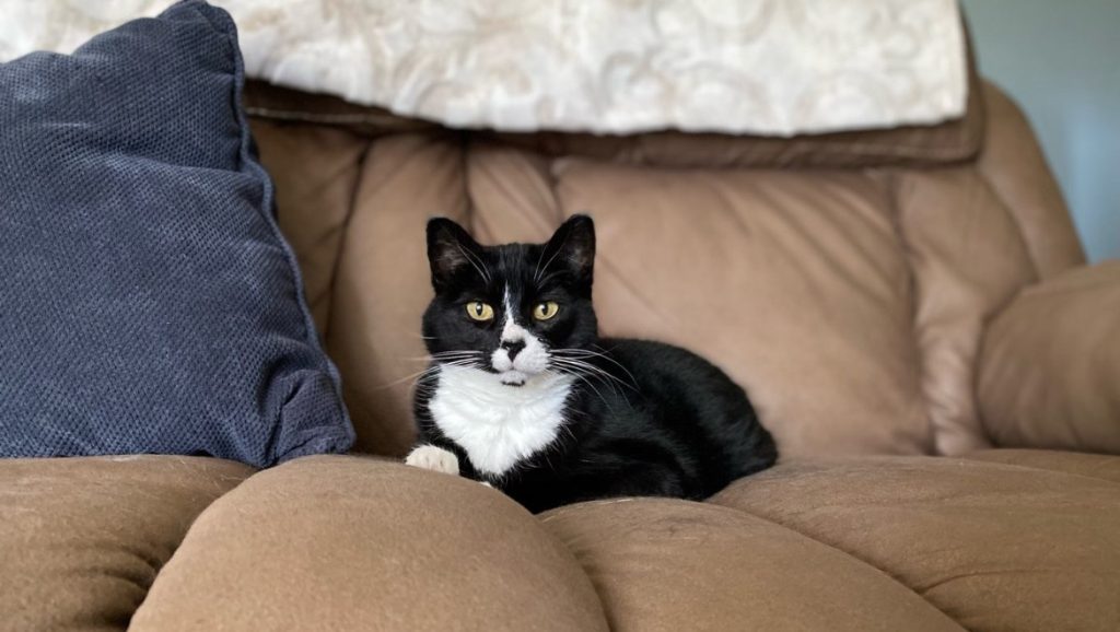 This image has an empty alt attribute; its file name is Cat-Sitters-Edmonton-1024x578.png