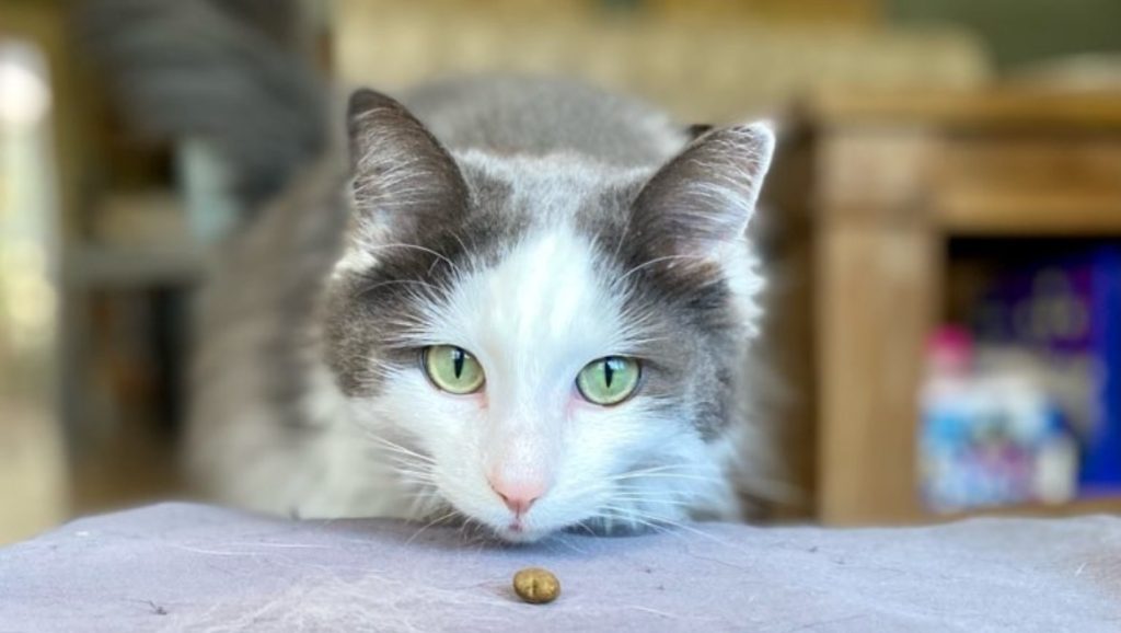 This image has an empty alt attribute; its file name is Cat-Sitting-in-Edmonton-1024x578.png