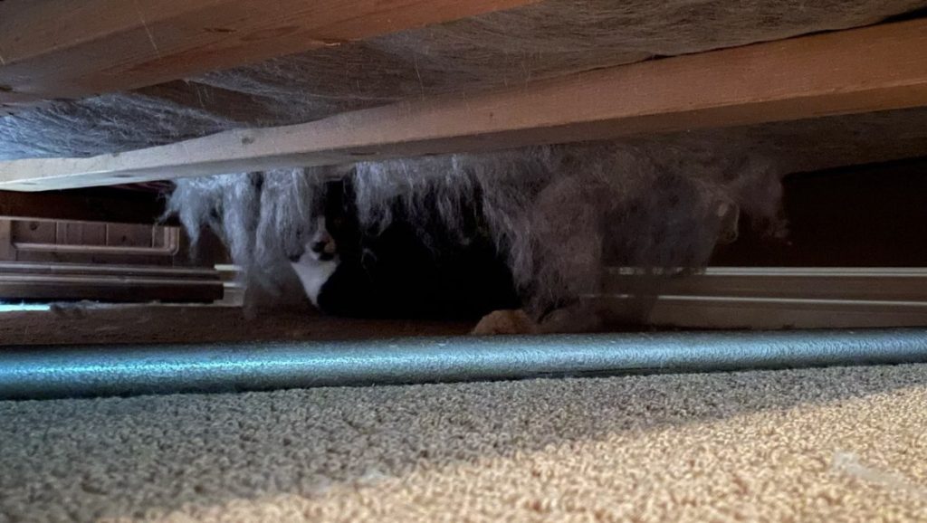 This image has an empty alt attribute; its file name is Pet-Sitting-Edmonton-1024x578.png