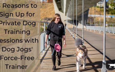 3 Reasons to Sign Up for Private Dog Training Sessions with Dog Jogs Force-Free Trainer in Edmonton, Alberta
