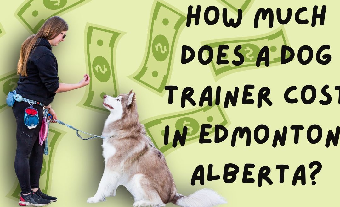 How Much Does a Dog Trainer Cost in Edmonton, Alberta?