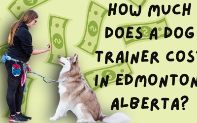 How Much Does a Dog Trainer Cost in Edmonton, Alberta?