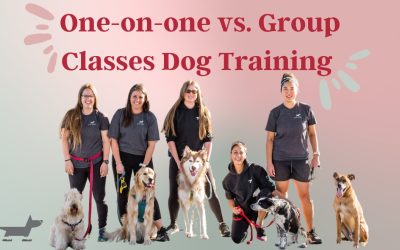 One-on-one  vs. Group Classes Dog Training in Edmonton, Alberta￼