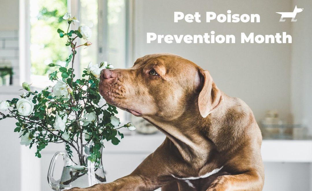 Pet Poison Prevention Month